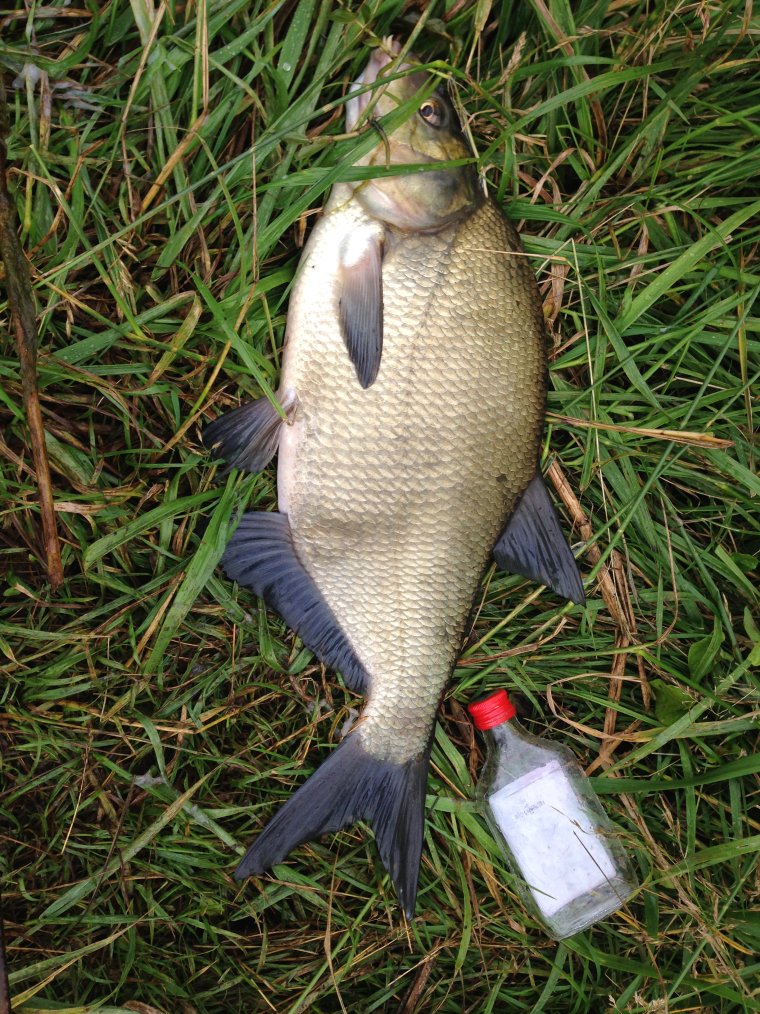 Карась прикольный