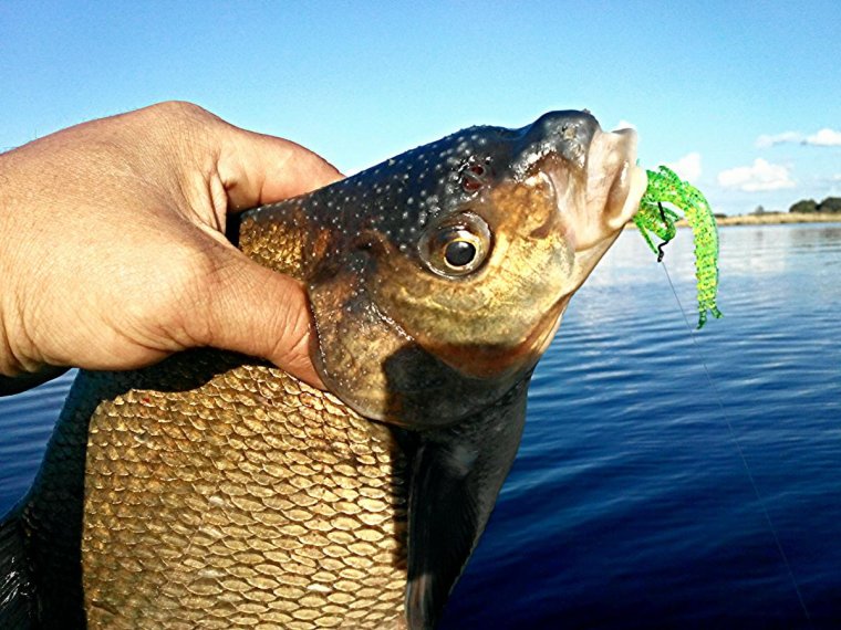 Жареный лещ