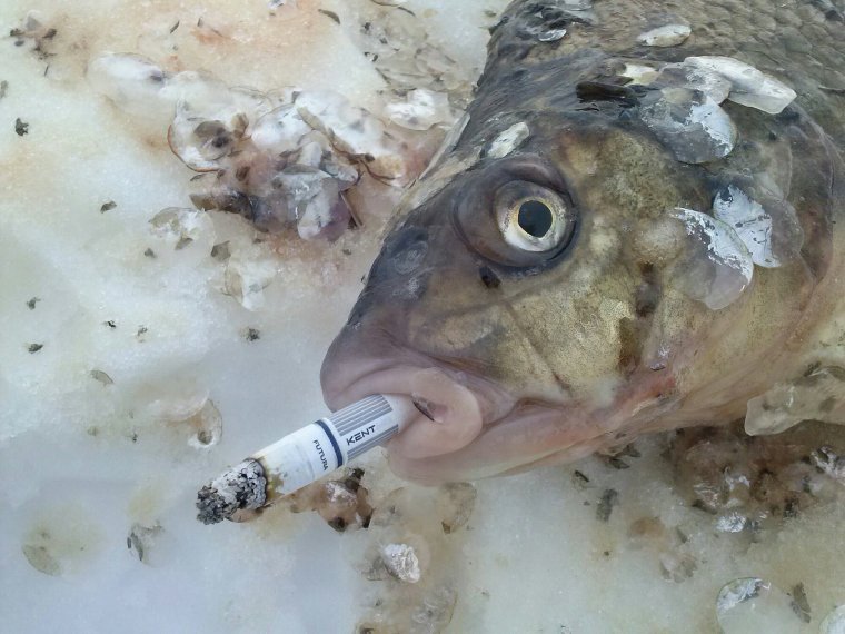 Хороший Кадр рыбой не испортишь