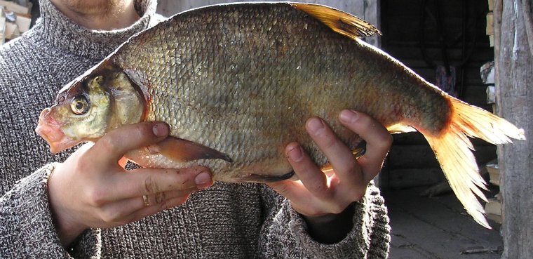 Рыбка к пиву