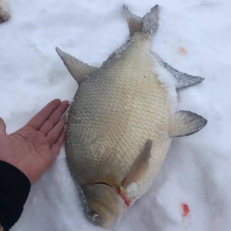 Бедная рыбка