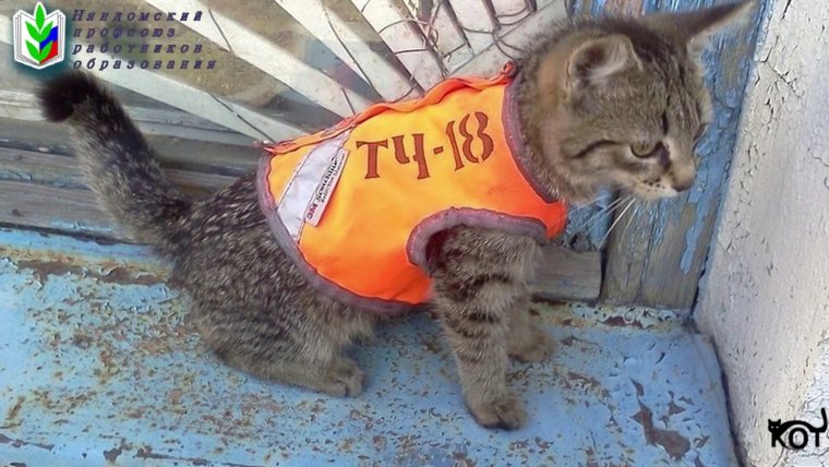 Кот Железнодорожник