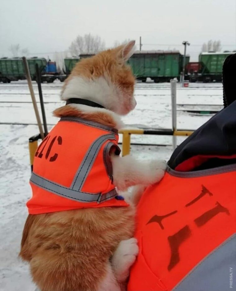 Кот в жилетке РЖД