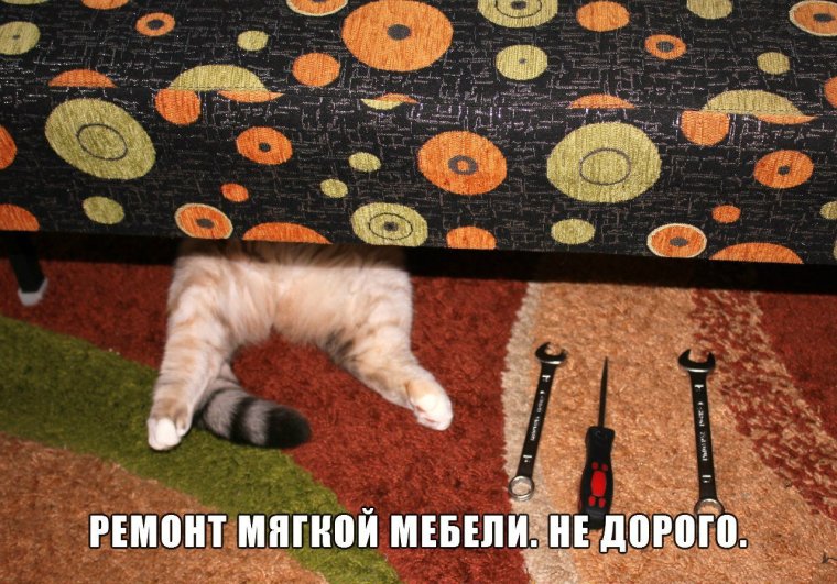 Коты и мебель приколы