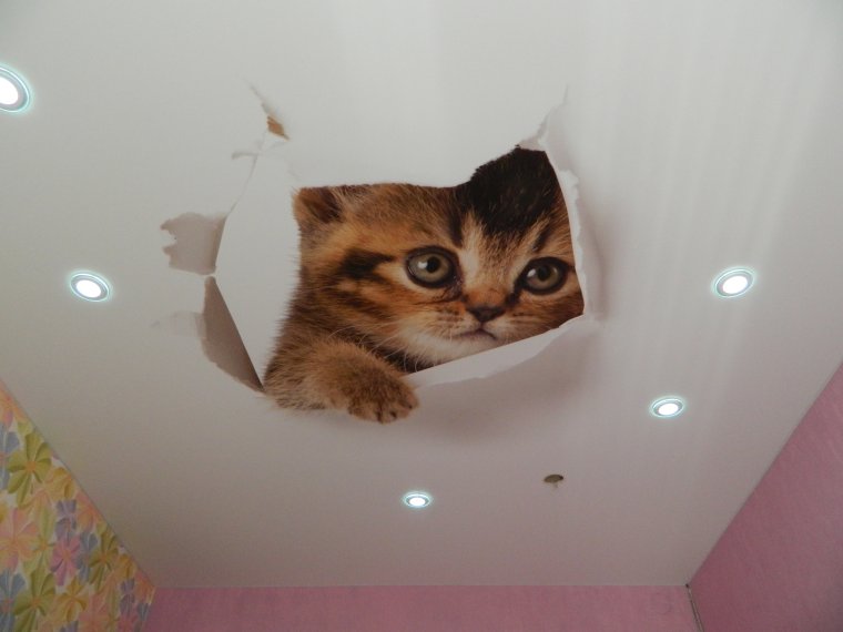 Натяжные потолки с животными