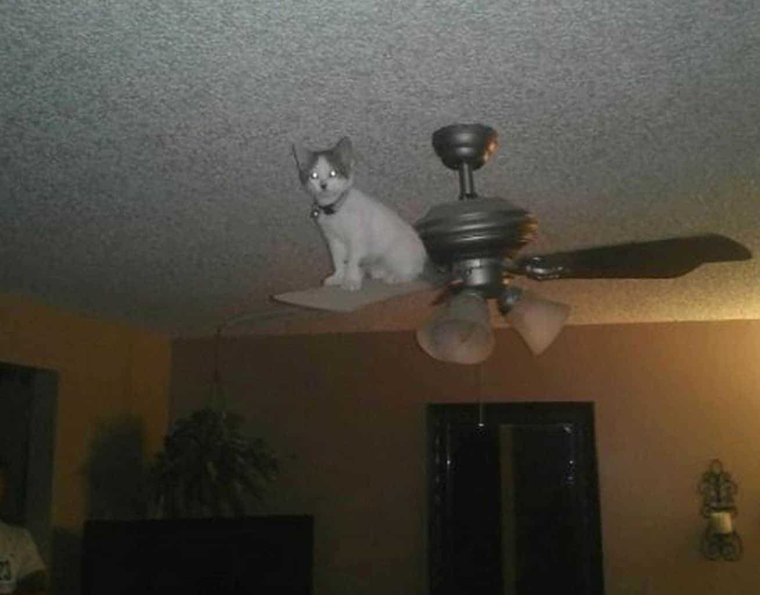 Кошки и натяжной потолок