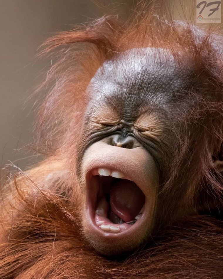 Обезьяна ржет