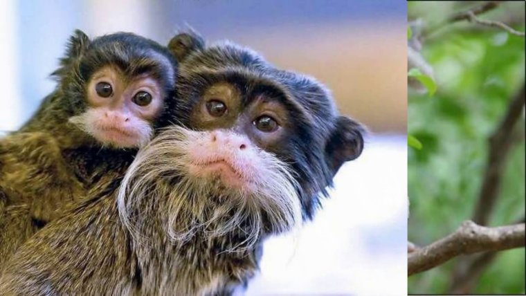 Самые смешные обезьянки в мире