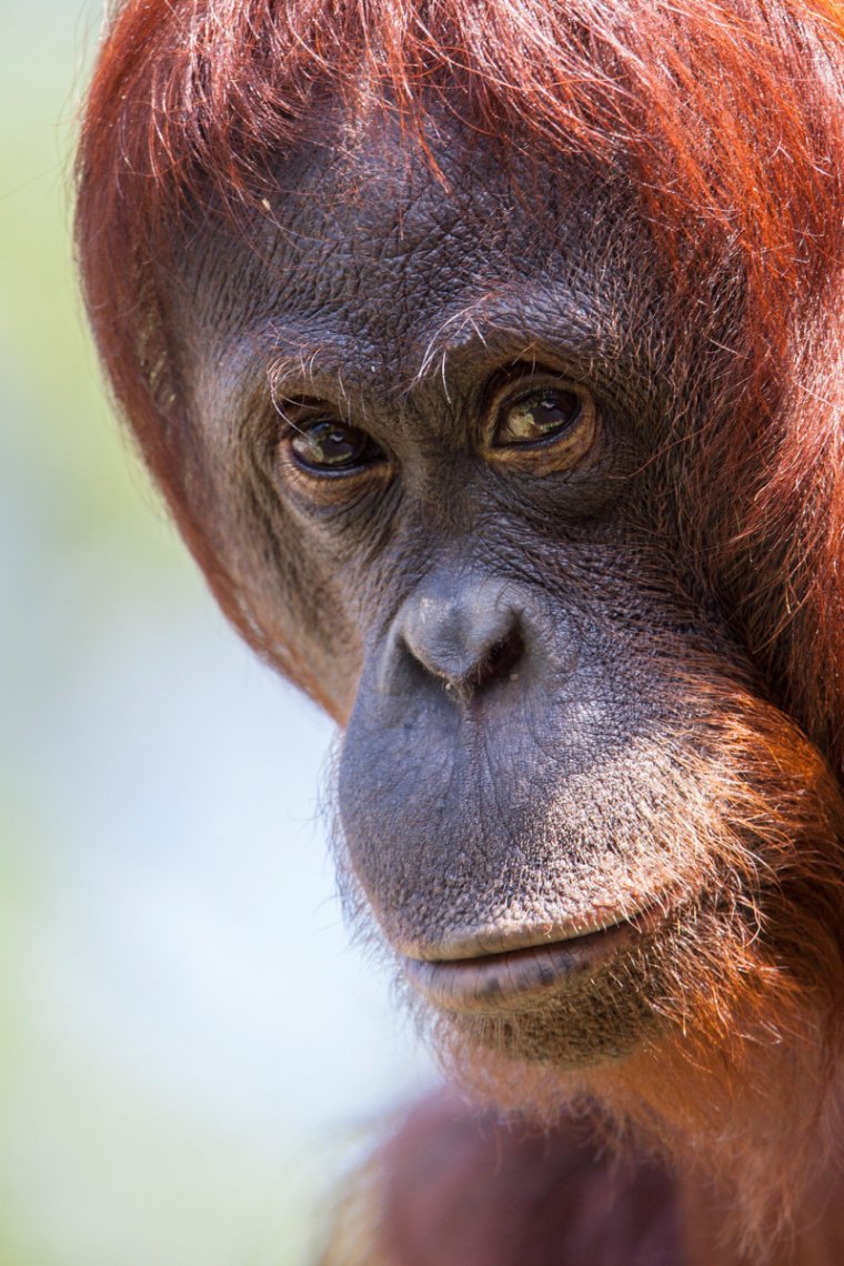 Человекообразные обезьяны орангутан