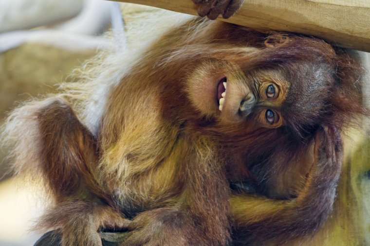 Самые смешные обезьянки