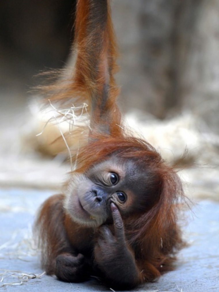 Орангутанг малыш