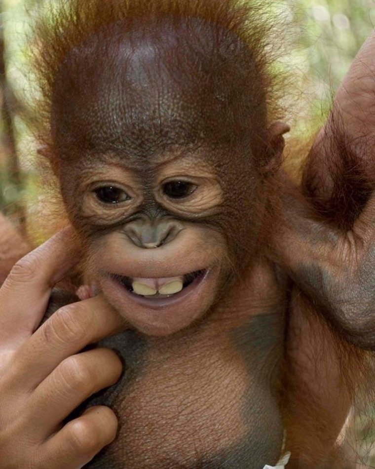 Тупая обезьяна