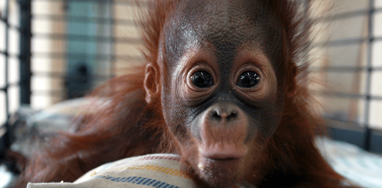 Ржачная обезьянка