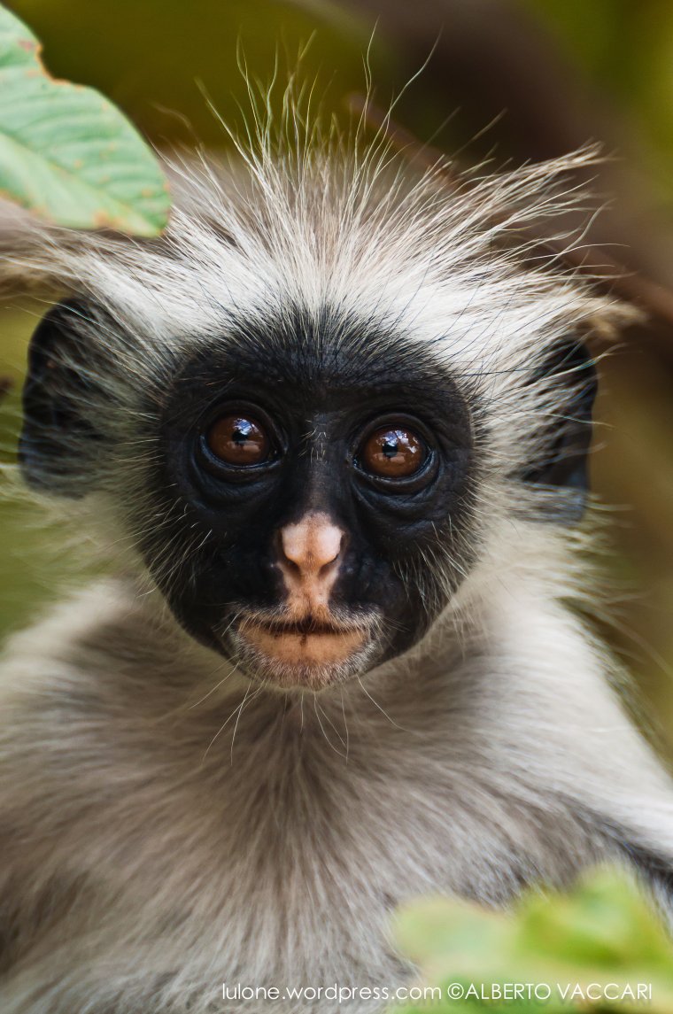 Смешные животные