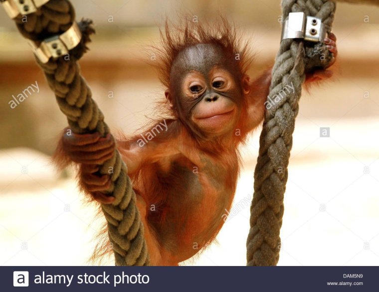 Позитивные обезьянки