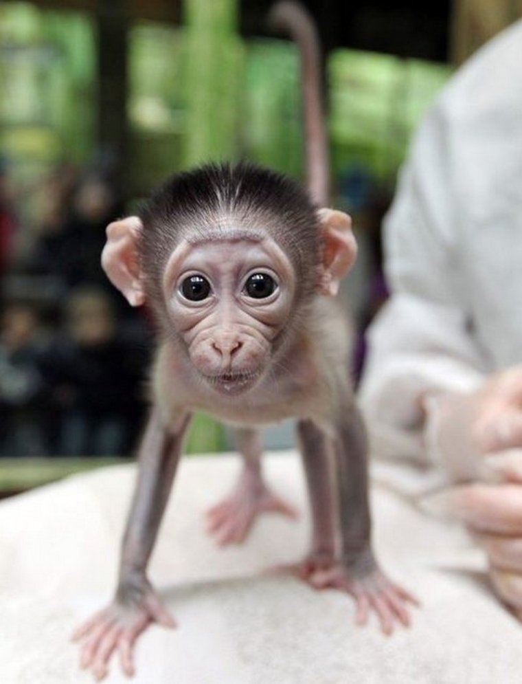 Маленькая обезьянка