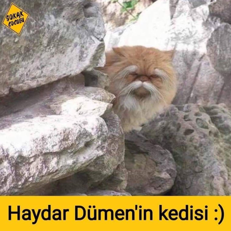 Мудрые коты