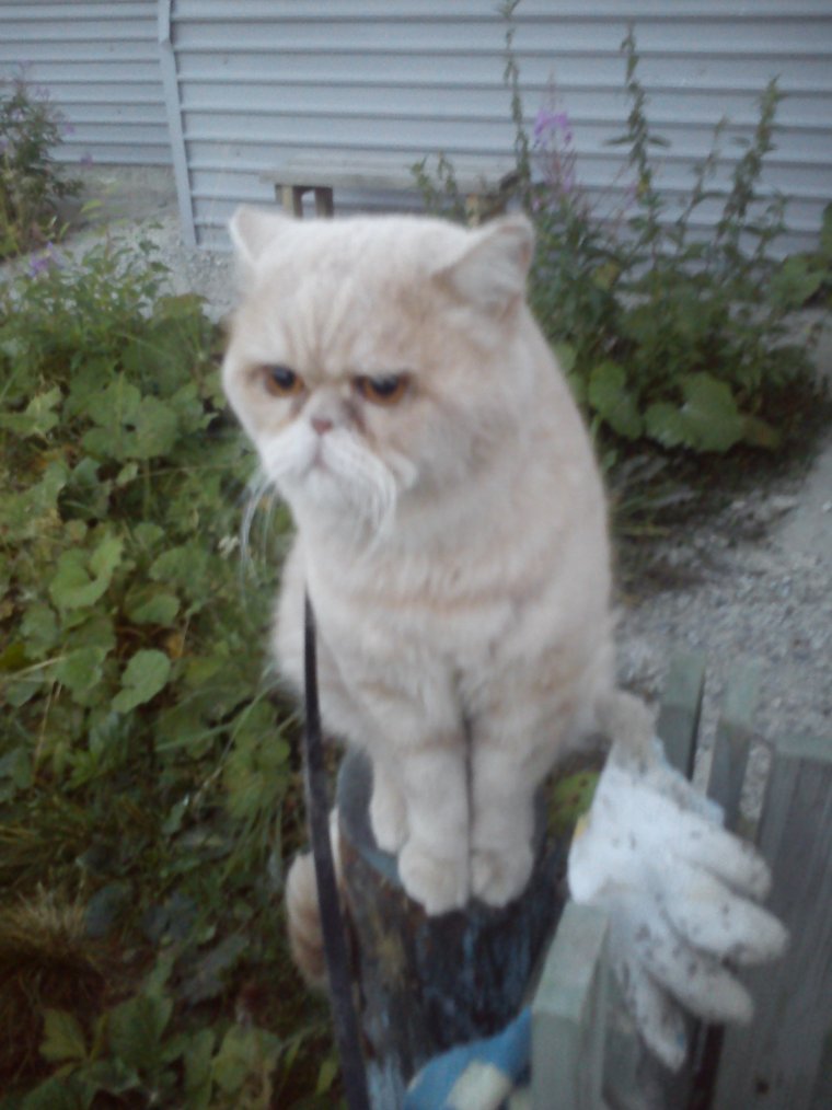 Мудрость кота