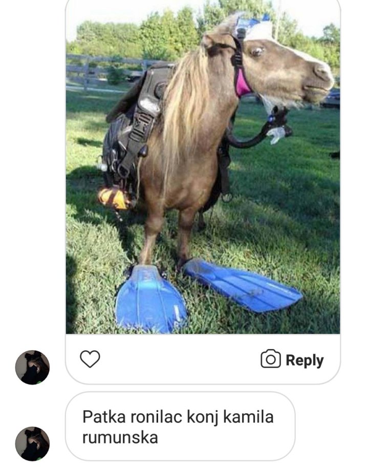 Демотиваторы лошадка