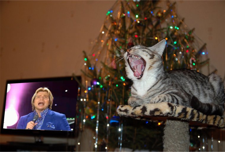 Кот с микрофоном