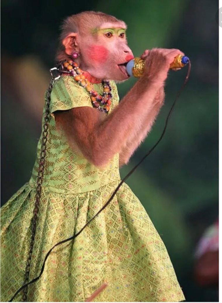 Обезьяна поет