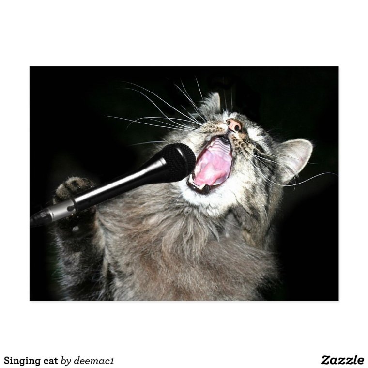 Кот с микрофоном