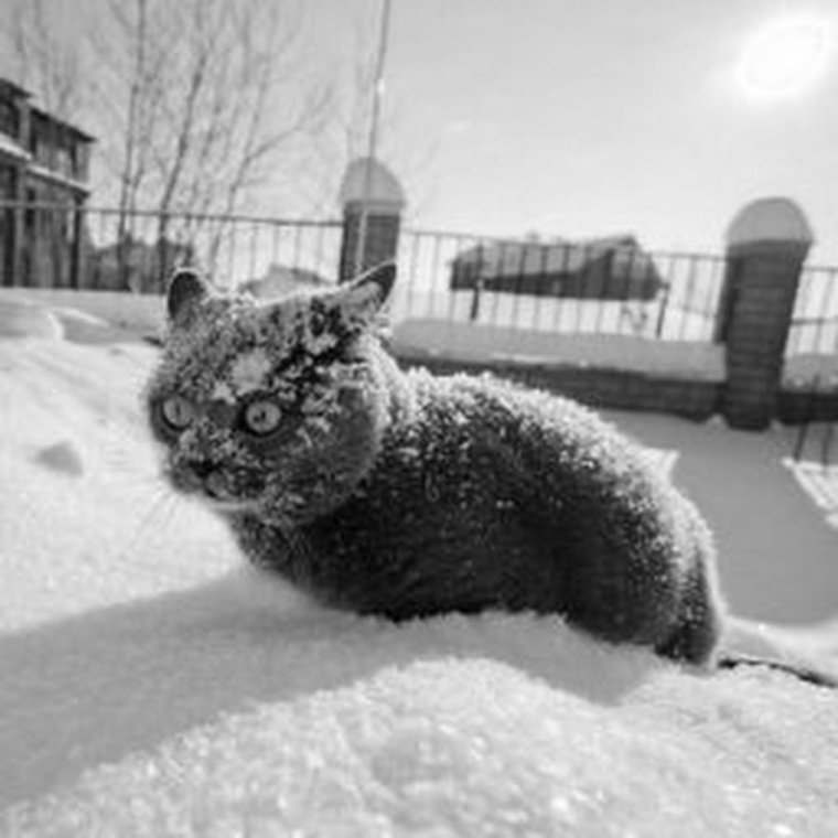 Кот в снегу Мем