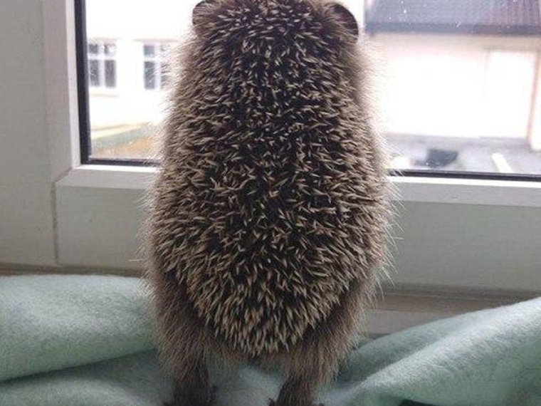 Обиженный Ежик