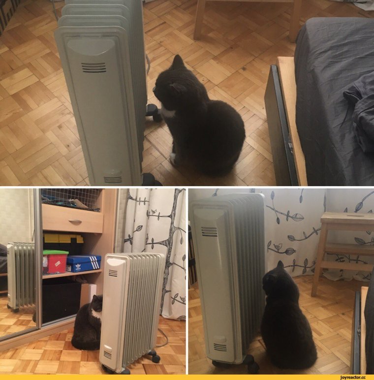 Кот ждет отопления