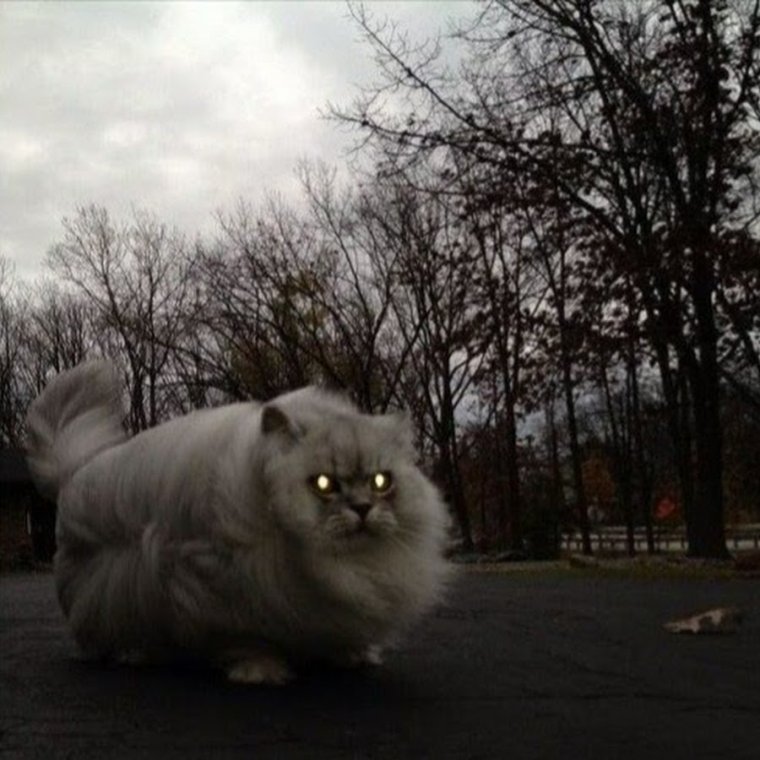 ЭПИЧНЫЕ коты