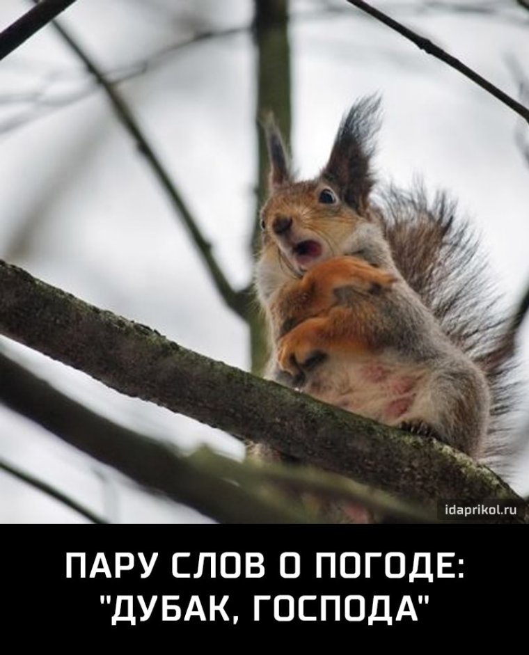 Белка грустит