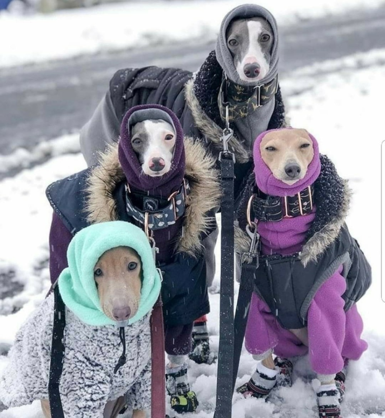 Холод собачий юмор