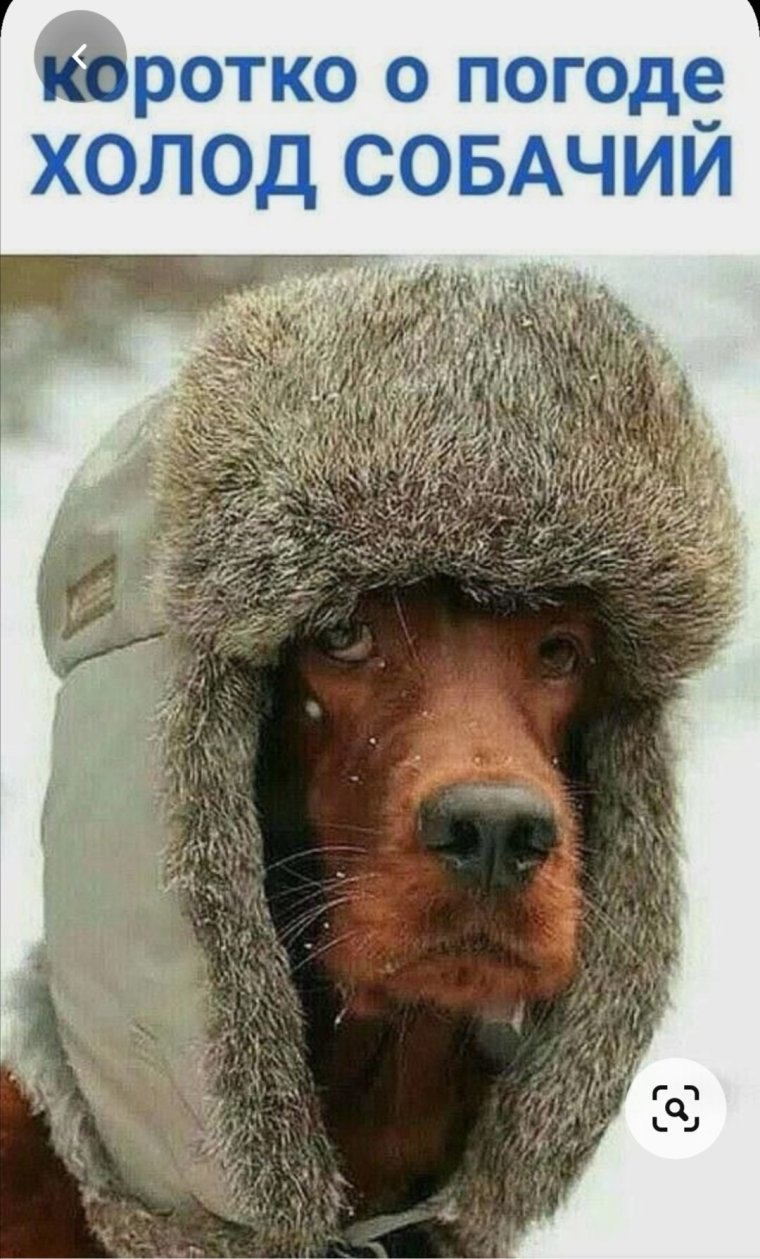 Шапка ушанка смешная