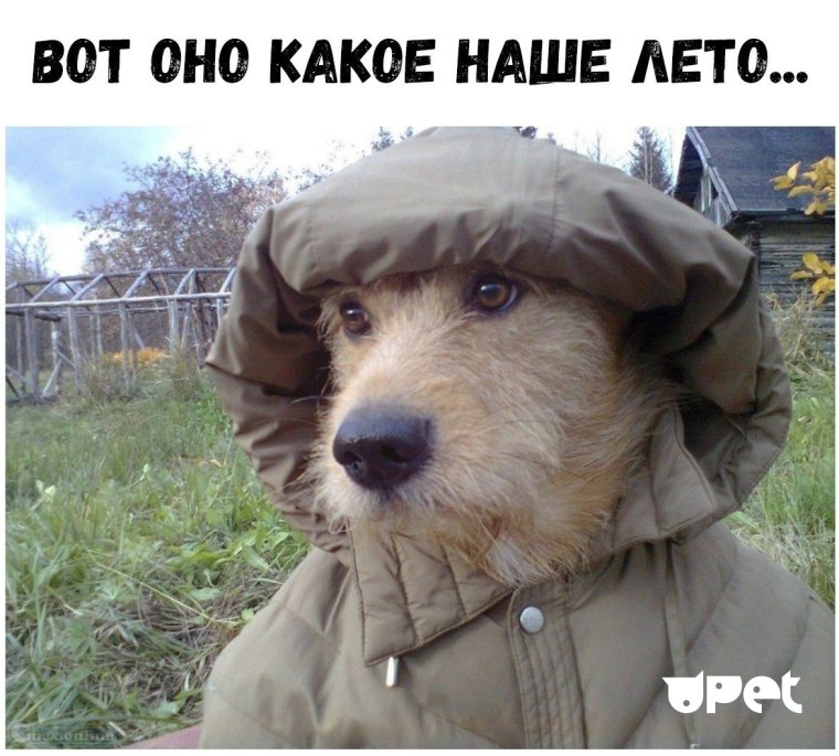 Собака в фуфайке