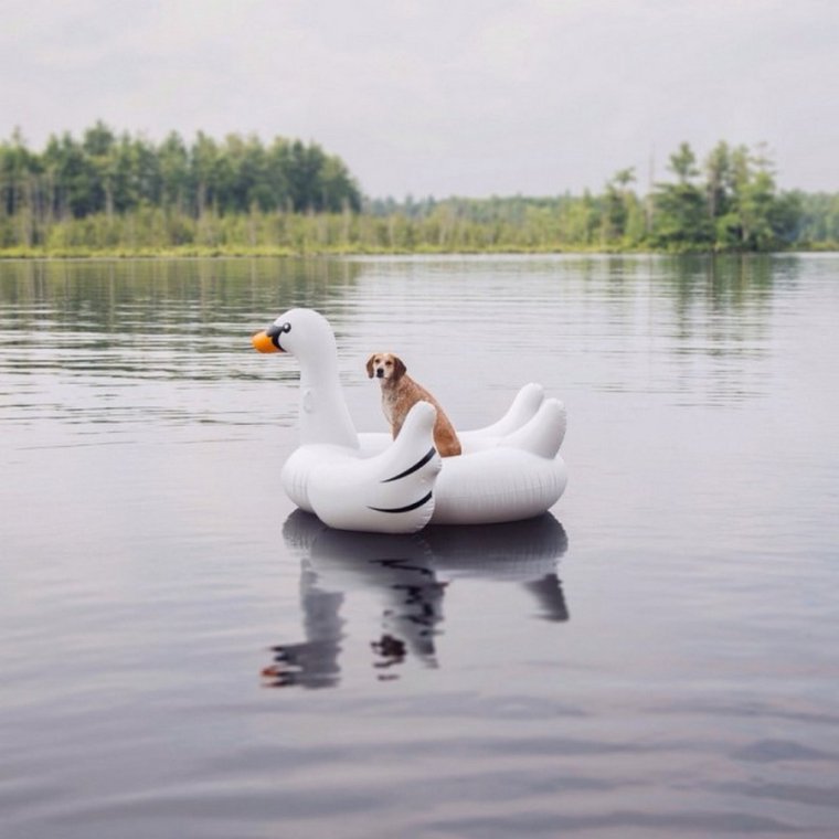 Лебедь прикол