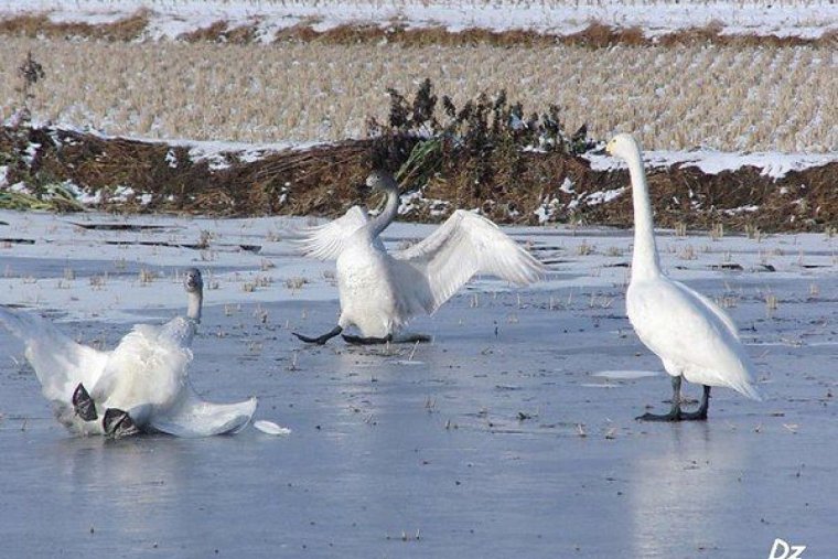 Лебедь смешной