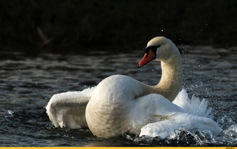 УГАРНЫЙ лебедь