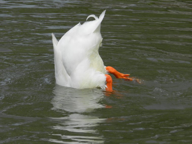 Утка Гусь лебедь