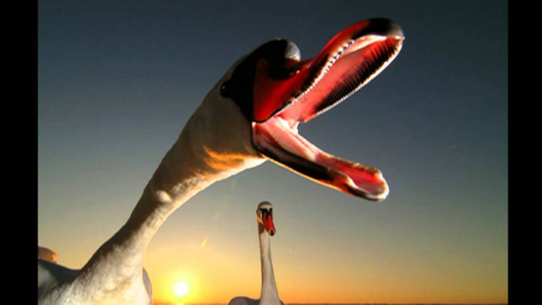 Лебеди юмор