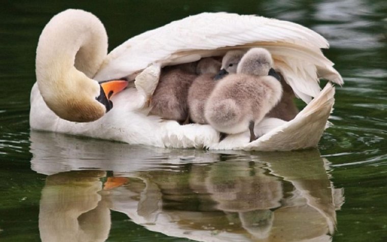 Лебедь с лебедятами