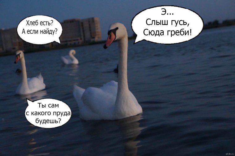 Лебеди юмор