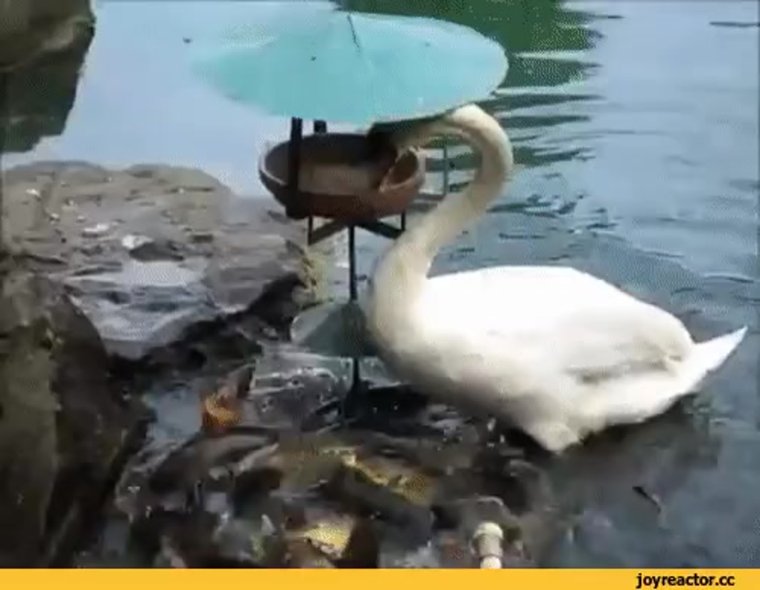 Жирная баба в свадебном