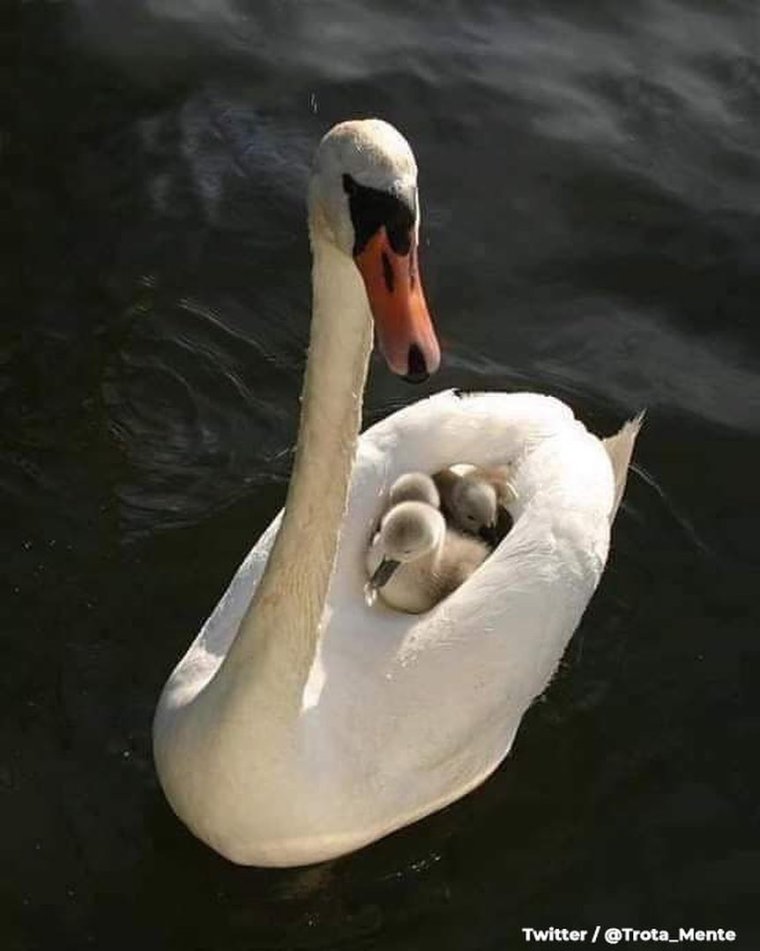 Человек Гусь