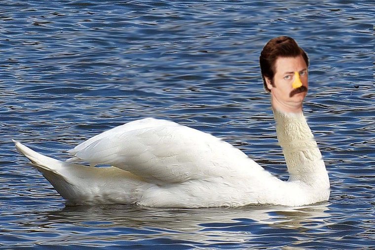 Ron Swanson Swan Ronson