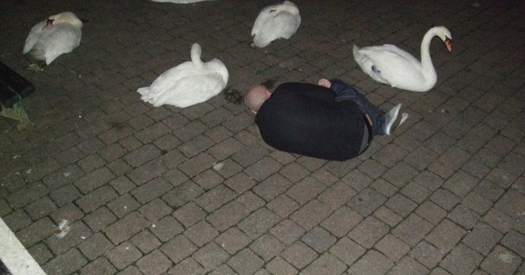 Черный лебедь Мем