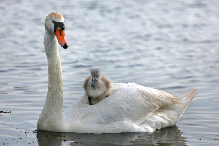 Ледяной клюв