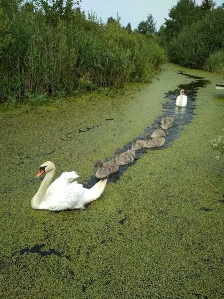 Красивый Кадр с лебедем