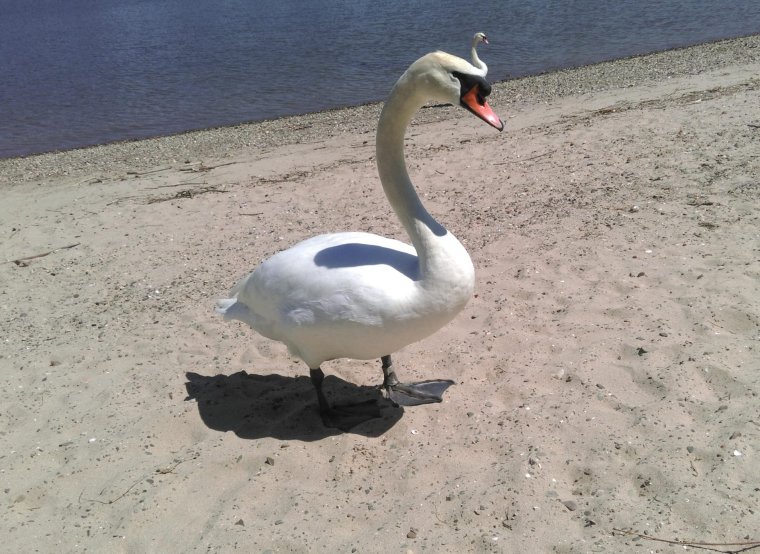 Пьяные девушки на реке