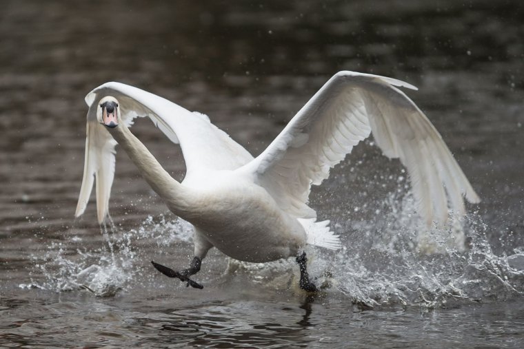 Лебедь смешной