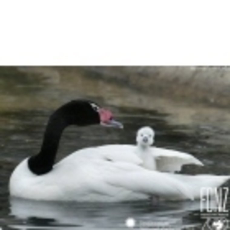 Гусь демотиватор